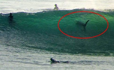 Shark Sightings in San Diego Surf