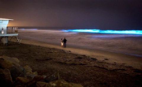 San Diego Surf Aglow in Bioluminescence