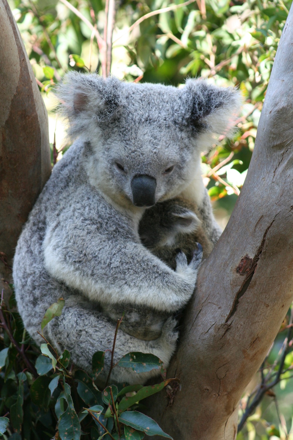 paddle boarding gold coast koala