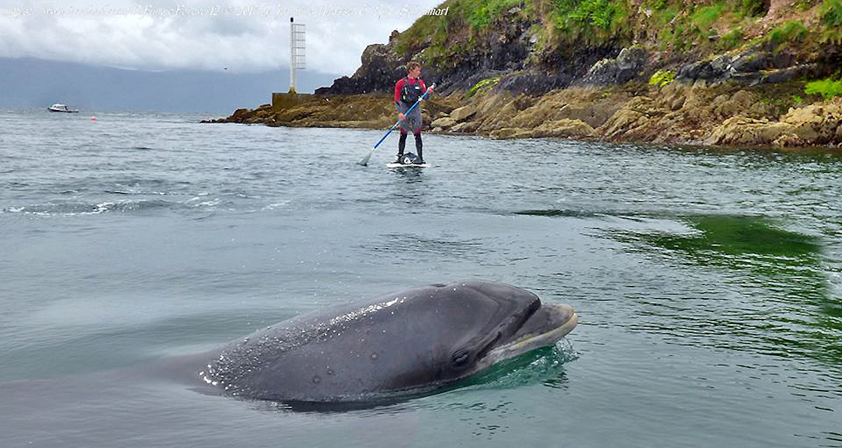 paddle boarding kerry ireland 5