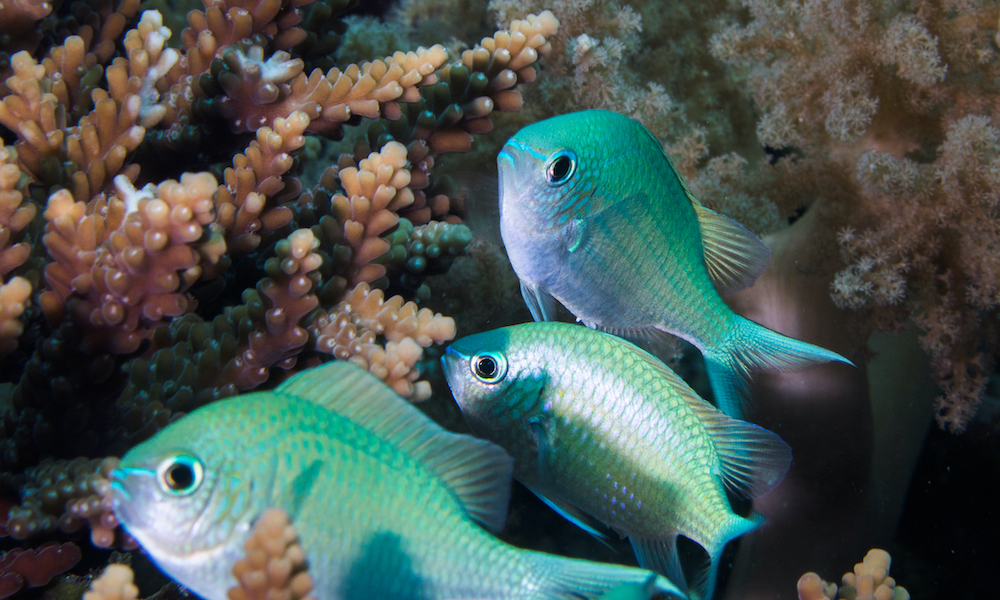 chromis