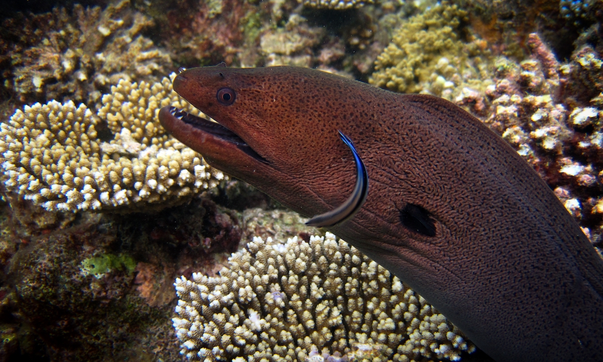 eel