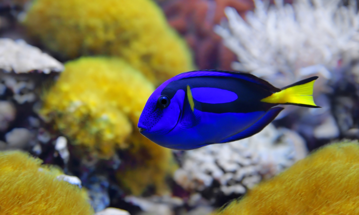 surgeonfish