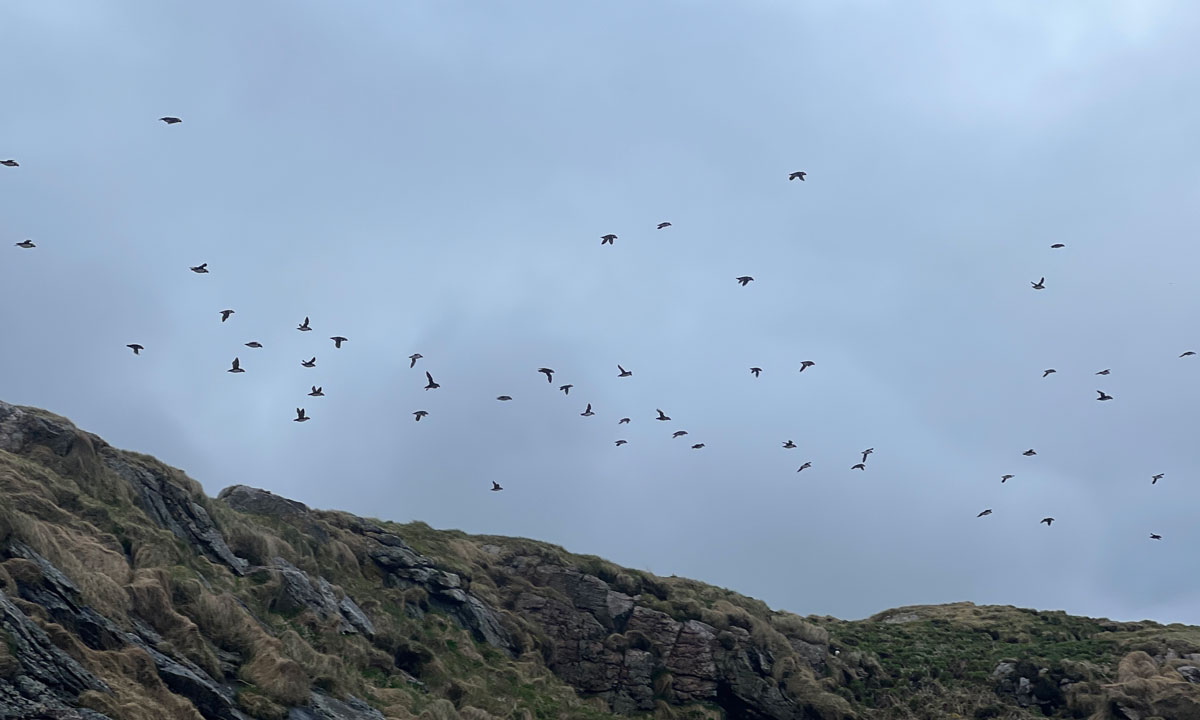 Norway birds