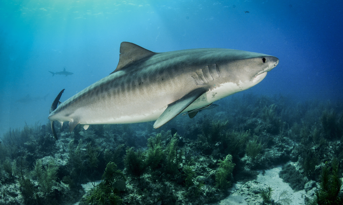 paddle board shark attack kukio