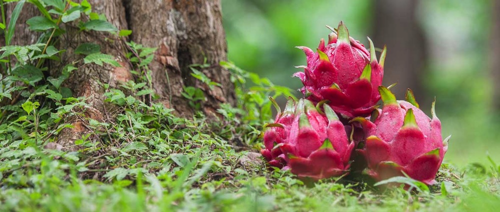 pitaya fruit