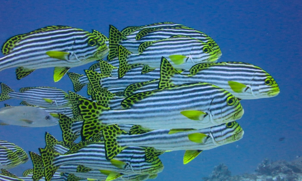 maldives sup surf retreat snorkel