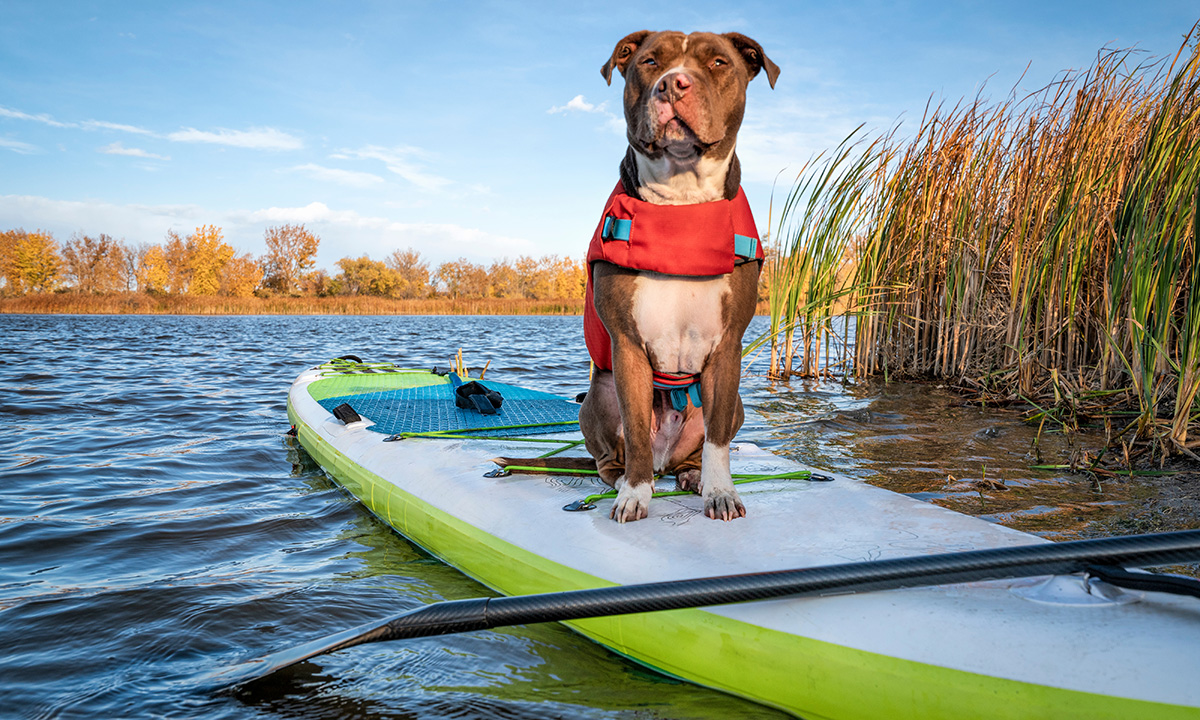 best sups for dogs 2