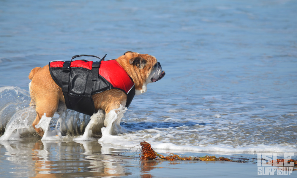 how to paddle with dog 6