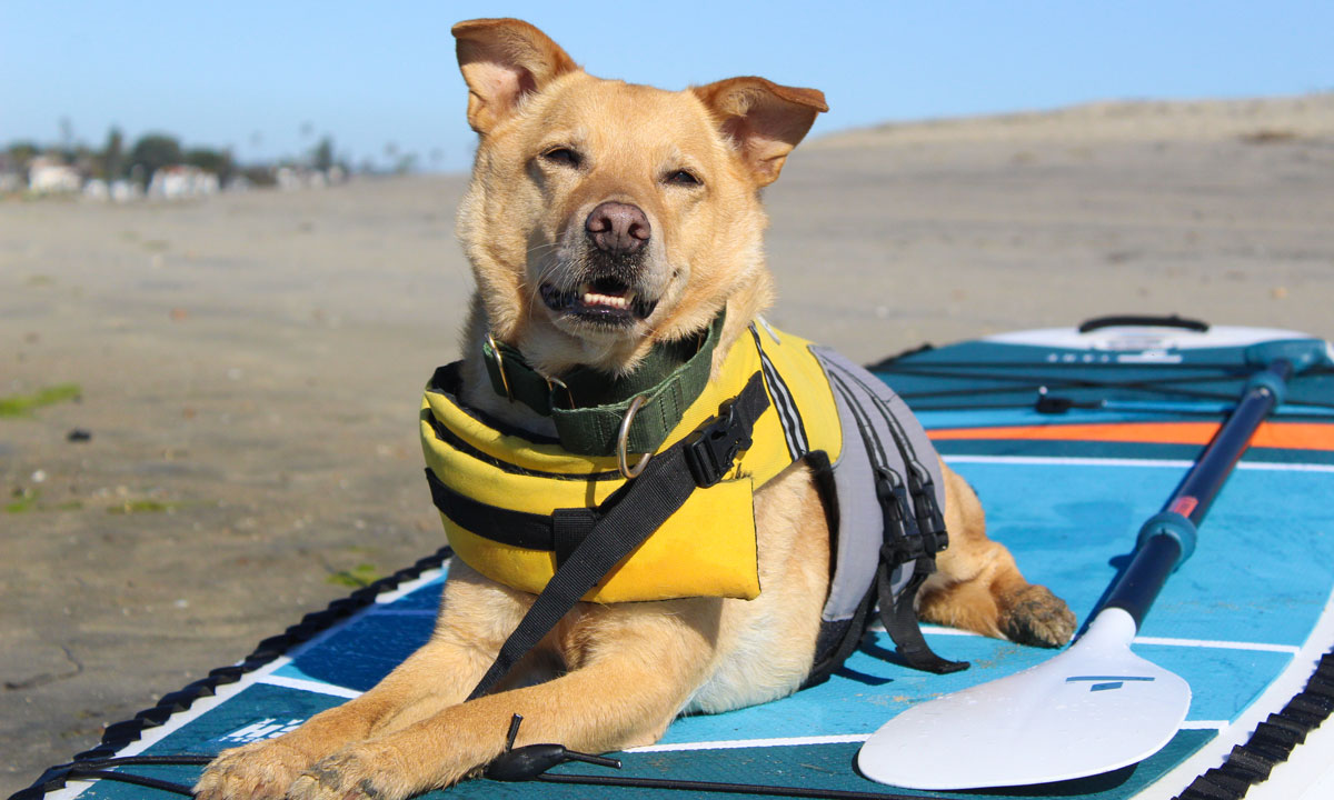 tips to sup with dog 3