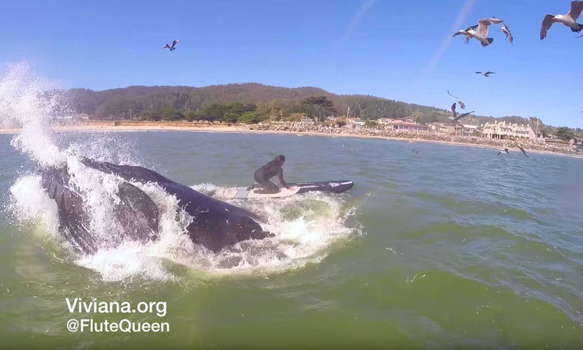 whale swallows paddle boarder