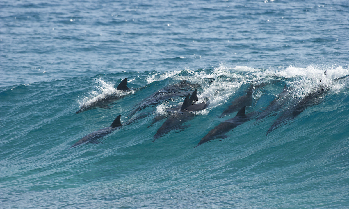 dolphin slams paddle boarder