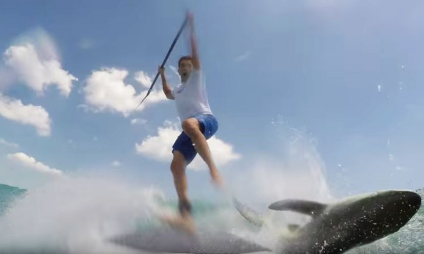 paddle boarder collides with shark