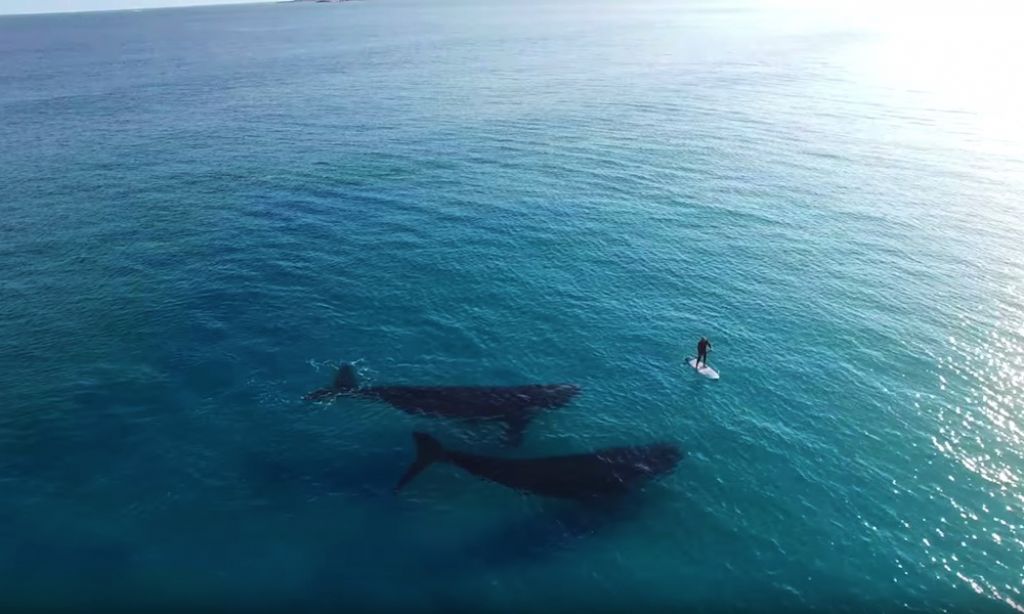 whales australia