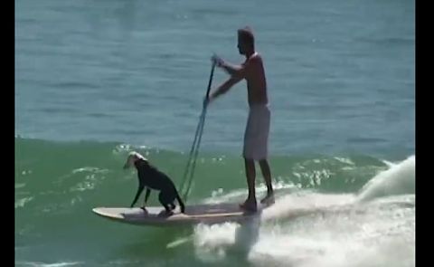 Amazing Dog SUP Video