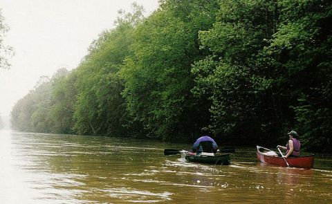 Paddle Boarding Wolf River, Memphis