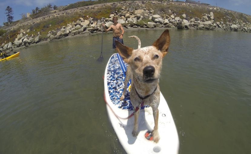 Kona the SUP Dog at home in San Diego. | Photo: Winfield Beucler