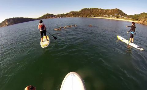 Awesome New Zealand Dolphin Encounter