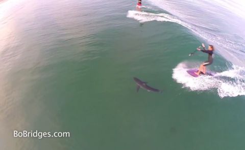 SUP Surfer Rides Over Great White In LA.