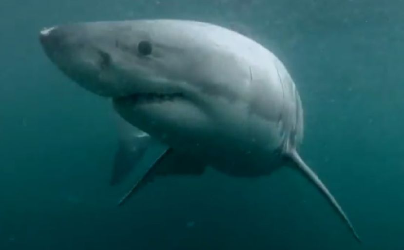 Big Shark Videos On The Web