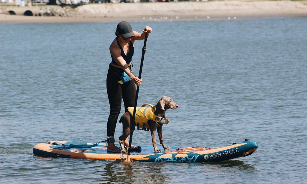 6 Dog Breeds Great for Paddleboarding