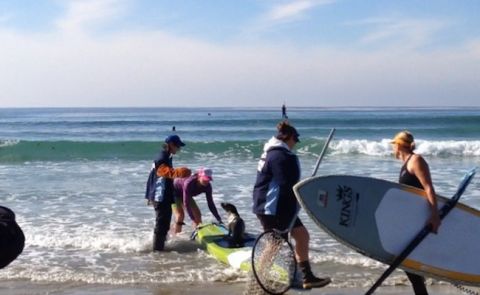 Stand Up Paddler Has Amazing Encounter With Sea Lion Pup