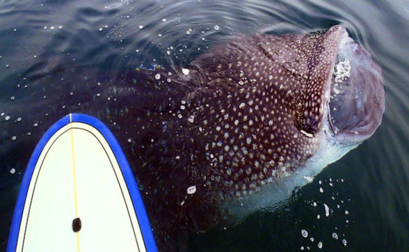 Paddle Boarding The Sea Of Cortez, Baja, Mexico